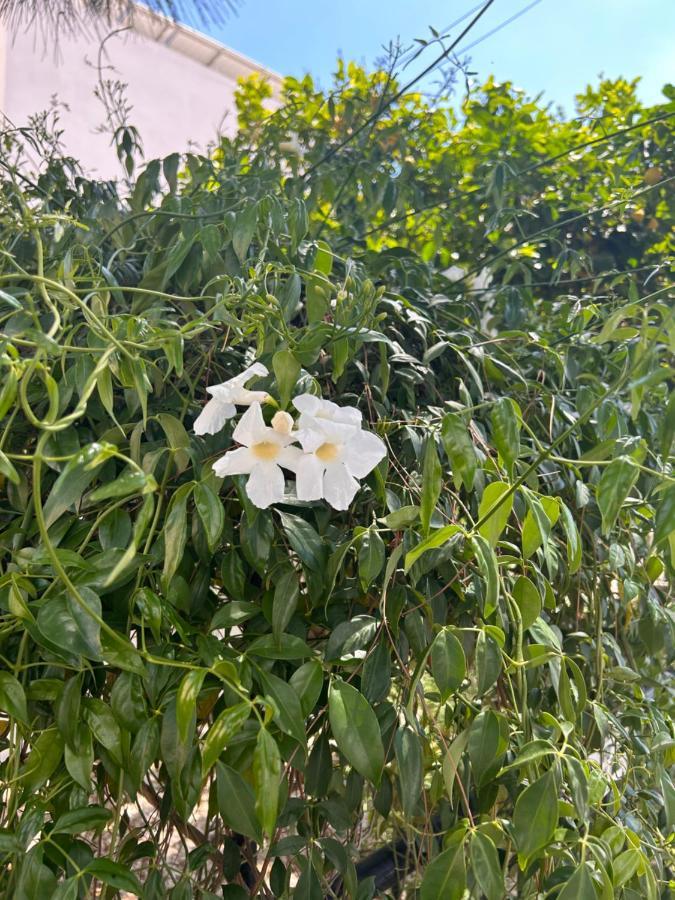 Avra House Villa Limasol Dış mekan fotoğraf